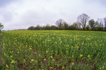 Rural landscape in cloudy weather. Rapeseed field.