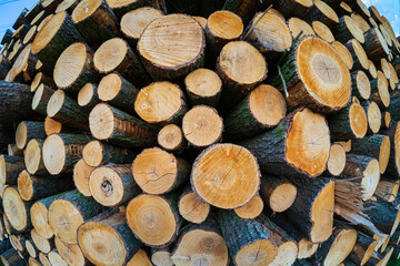 Background from the trunks of cut trees. Fisheye lens.