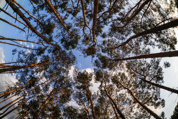Crowns of pine trees against the background of the blue sky. Fisheye lens.