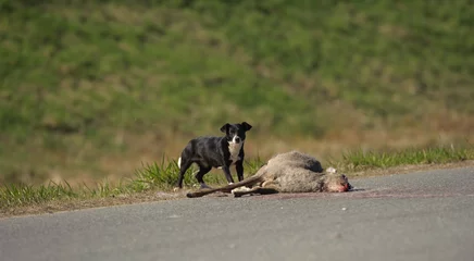 Fotobehang stray dog ​​eats a roe deer hit by a car © Юрий Горид