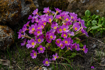 Primrose , or Primula is a genus of plants from the family Primulaceae ( Primulaceae ) of the order Heather ( Ericales )