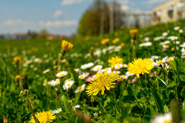 Common daisy and dandelion, spring flowers