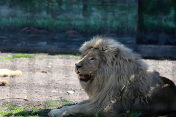 White lions brought from Kharkov to Odessa. Kharkiv was heavily bombed by Russian rockets.