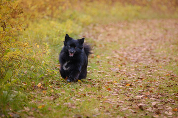 Black medium German spitz dog