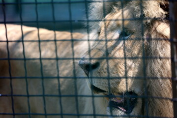 White lions brought from Kharkov to Odessa. Kharkiv was heavily bombed by Russian rockets.
