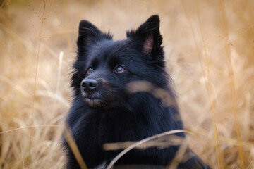 Black medium German spitz dog
