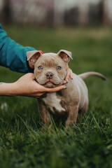 Cute american boule puppy sits on fresh spring grass. Walking, raising puppies