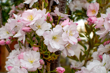 Japanese cherry, Cerasus serrulata G. Don.