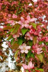 Fototapeta na wymiar Paradise apple tree with white and pink flowers