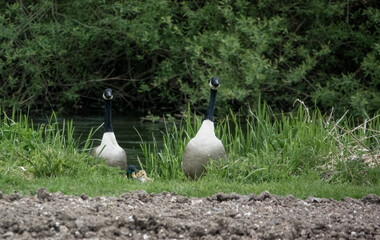 canada geese (Branta canadensis) in springtime keeping an eye out with goslings in tow