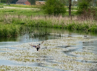 mallard duck (Anas platyrhynchos) flying down to land on a river