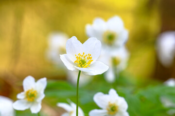Windflower or Anemone nemorosa flower in the forest in spring. Macro. Blurred background