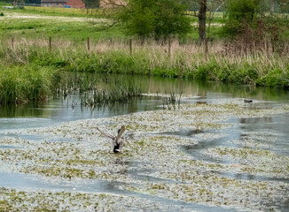 mallard duck (Anas platyrhynchos) flying down to land on a river