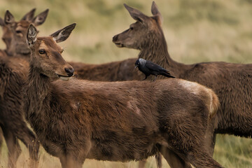A male red deer with a crow on his back