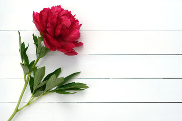 Sprig of red peony on a white wooden background. White wooden planks and red large flower top view....