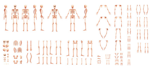 Set of Skeleton Human hands, legs, chests, heads, vertebra, pelvis, Thighs front back side view. 3D realistic flat natural color concept Vector illustration of anatomy isolated on white background