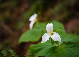 Great white trillium flower in the city park