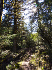 Sunny hiking path in the woods