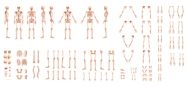 Set of Skeleton Human hands, legs, chests, heads, vertebra, pelvis, Thighs front back side view. 3D realistic flat natural color concept Vector illustration of anatomy isolated on white background