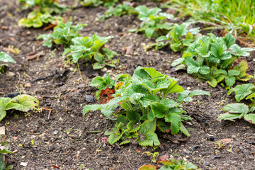 A bed of strawberries in early spring, after the snow has melted