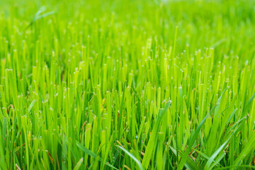 Fototapeta na wymiar Trimmed fresh lawn close up