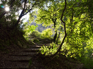 Sunny hiking path within green trees