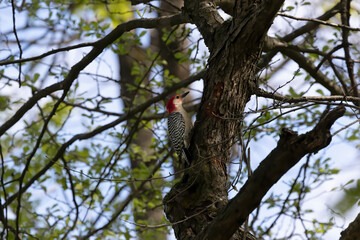 Red bellied woodpecker (Melanerpes carolinus ). Natural scene from Wisconsin.