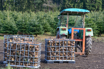 Weißtanne, Jungbäume und Brennholz in Kisten plus Traktor