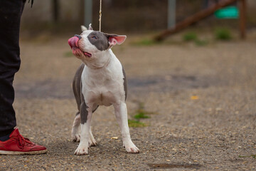young dog breed pit bull terrier sits on the playground - obrazy, fototapety, plakaty