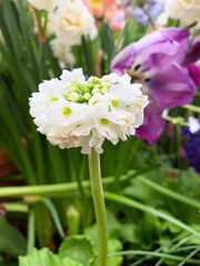 White primrose Primula denticulata Alba. White flowers on the lawn among greenery. High quality photo