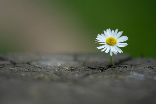 Daisy flower growing from the crack on the old tree stump