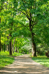 Path through vibrant lush green European deciduous forest. Vertical composition of beautiful oak trees