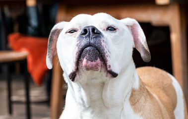 american bulldog portrait von hund