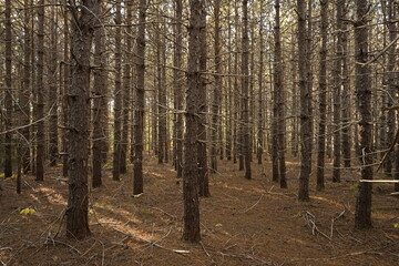 Spruce forest, Bridgetown, Prince Edward Island, Canada