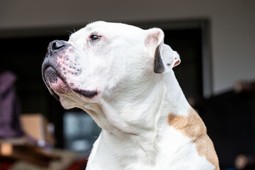 american bulldog portrait von hund