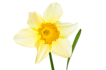 Fototapeta premium One beautiful white narcissus flowers and bright green leaves close-up on a white isolated background