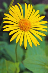 Yellow daisy close-up in the garden against the background of green leaves on a sunny day