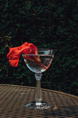 red rhododendron, azalea flower in cocktail coupe of water outdoors