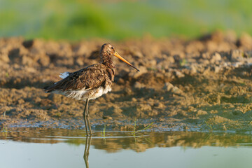Black-tailed Godwit (Limosa Limosa) taking a bath in a small pool in the meadows in the Netherlands                             