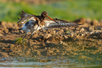 Black-tailed Godwit (Limosa Limosa) taking a bath in a small pool in the meadows in the Netherlands                             