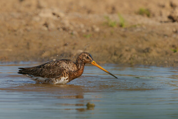 Black-tailed Godwit (Limosa Limosa) taking a bath in a small pool in the meadows in the Netherlands                             