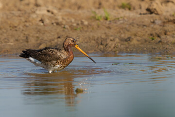 Black-tailed Godwit (Limosa Limosa) taking a bath in a small pool in the meadows in the Netherlands                             