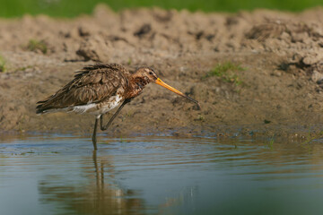 Black-tailed Godwit (Limosa Limosa) taking a bath in a small pool in the meadows in the Netherlands                             