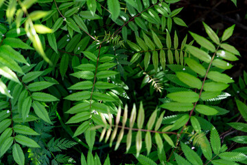 Leaves of a green young fern as a background
