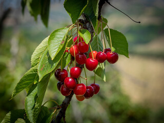 Ripe cherries hanging from a cherry branch