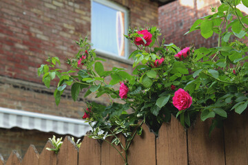 Pink Roses on Fence Spring Summer Beautiful Summer Content