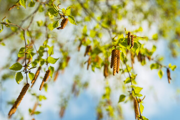 Allergy pollen of birch tree blossom in spring natural plant background