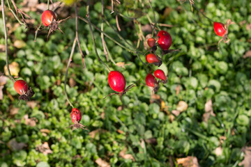 Obraz premium Bush and ripe red rose hips. Sunny autumn day. Outdoor.
