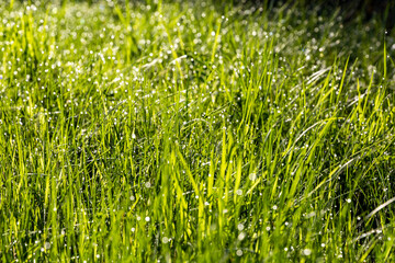 Background of young green spring grass with dew drops