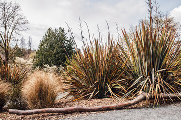 phormium tenax plants in New Zealand section at Seattle Arboretum